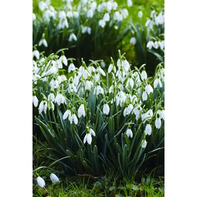 Høstløk snøklokke Galanthus, bilde 2