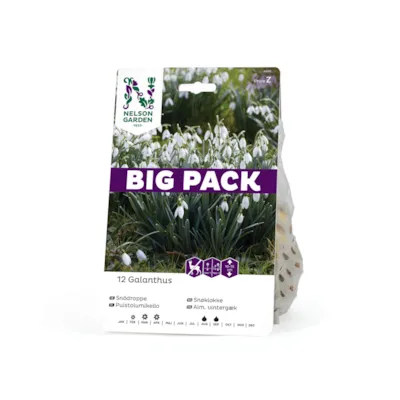 Høstløk snøklokke Galanthus