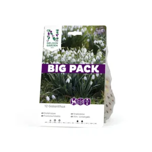 Høstløk snøklokke Galanthus