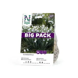 Høstløk snøklokke Galanthus