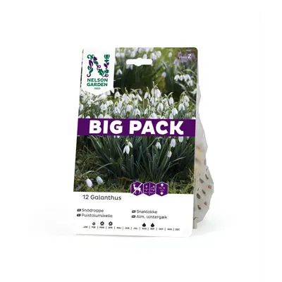 Høstløk snøklokke Galanthus