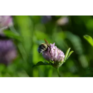 Blomstereng robust 1 kg