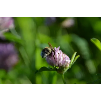 Blomstereng robust 1 kg