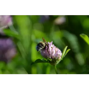 Blomstereng robust 1 kg