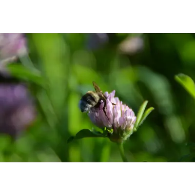 Blomstereng robust 1 kg