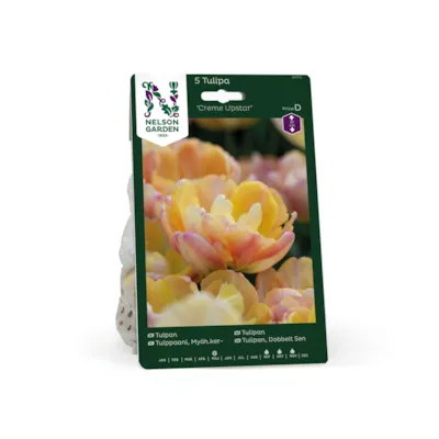 Høstløk tulipan Creme Upstar