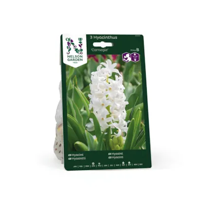 Høstløk hyasint Carnegie