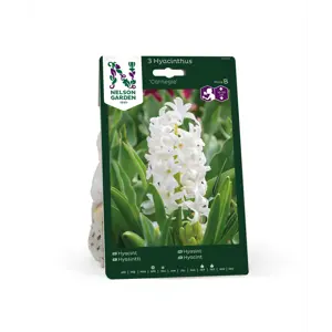 Høstløk hyasint Carnegie