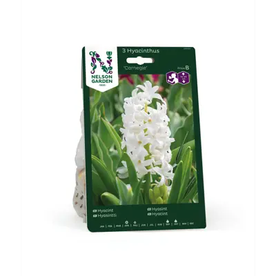 Høstløk hyasint Carnegie