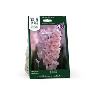 Høstløk hyasint Apricot Passion