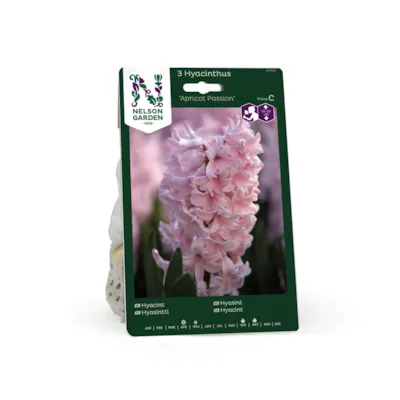 Høstløk hyasint Apricot Passion