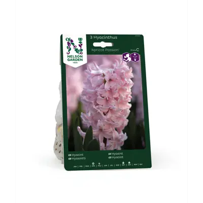 Høstløk hyasint Apricot Passion