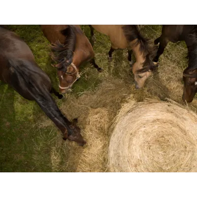 Rundballeplast Triowrap Horsewrap 25 my, bilde 3