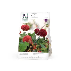 Vårøk pompon-georgine Copperboy