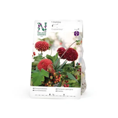 Vårøk pompon-georgine Copperboy