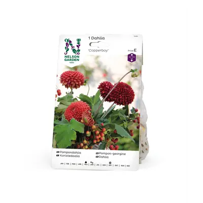 Vårøk pompon-georgine Copperboy