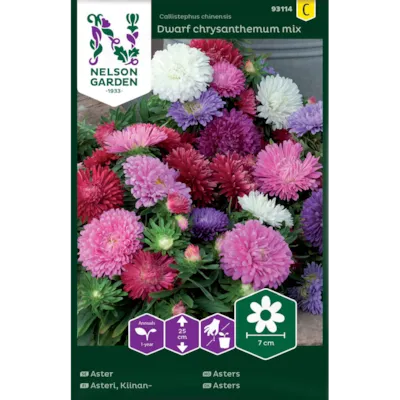 Frø asters Dwarf chrysanthemum mix
