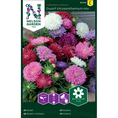 Frø asters Dwarf chrysanthemum mix