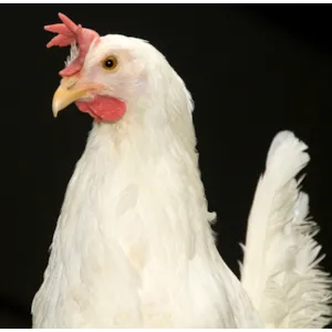 Kråsstein Glimmergneis 25 kg