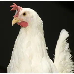 Kråsstein Glimmergneis 25 kg