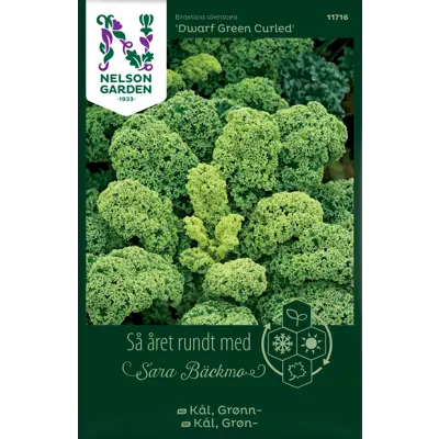 Frø grønnkål Dwarf Green Curled