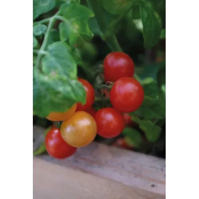 Frø cherrytomat potte Veranda Red, bilde 2