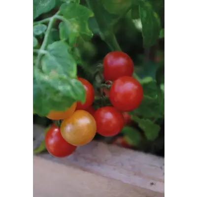 Frø cherrytomat potte Veranda Red, bilde 2