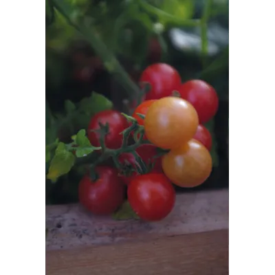 Frø cherrytomat potte Veranda Red, bilde 3