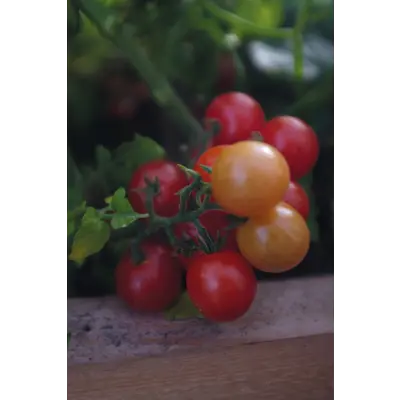 Frø cherrytomat potte Veranda Red, bilde 3