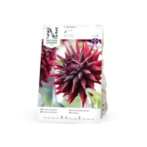 Vårløk kaktusgeorginer RIP City