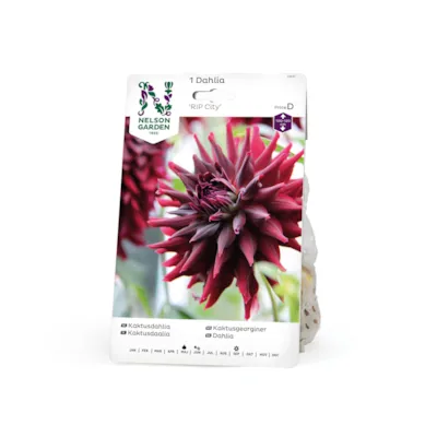 Vårløk kaktusgeorginer RIP City