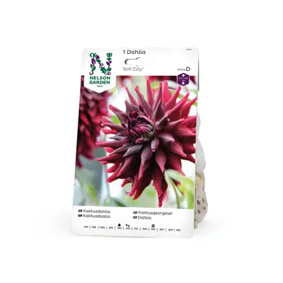 Vårløk kaktusgeorginer RIP City