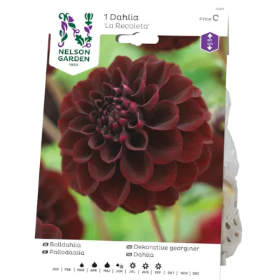 Vårløk dekorative georginer La Recoleta