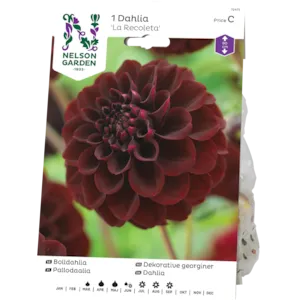 Vårløk dekorative georginer La Recoleta