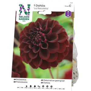 Vårløk dekorative georginer La Recoleta