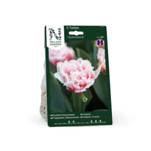 Høstløk frynsetulipan Queensland