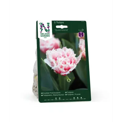 Høstløk frynsetulipan Queensland