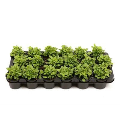 Kantlobelia