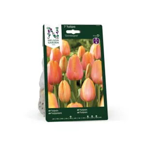 Høstløk tulipan Dordogne