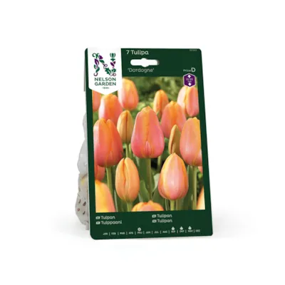 Høstløk tulipan Dordogne