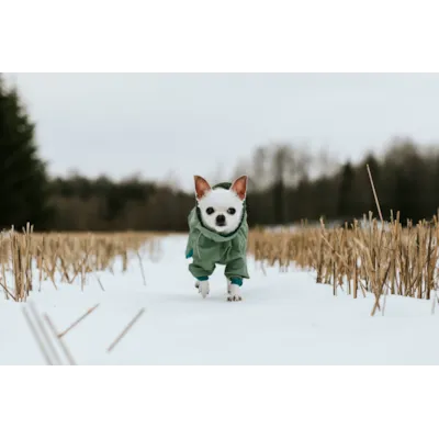 Regndekken Eco Hedge grønn, bilde 3