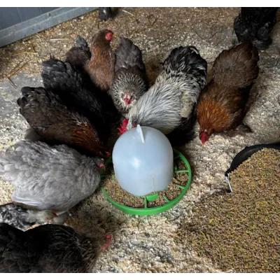 Fjørfefôr sølvkorn 25 kg, bilde 3