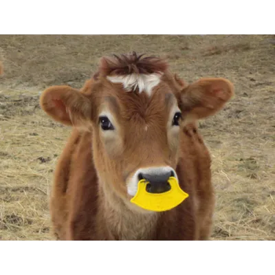 Pattebøyle QuietWean