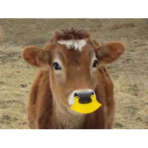 Pattebøyle QuietWean