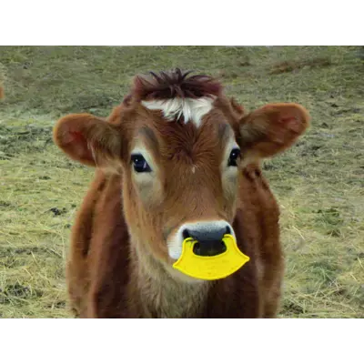 Pattebøyle QuietWean