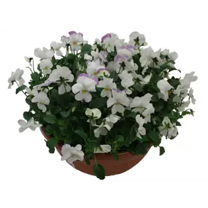 Stemor Viola Hybrid skål