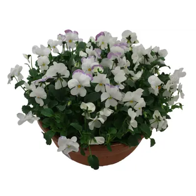 Stemor Viola Hybrid skål