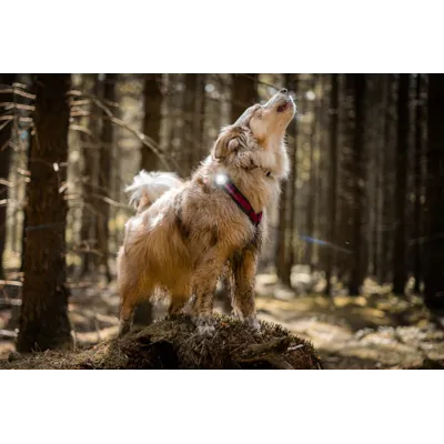 Sikkerhetslys hvit, bilde 3