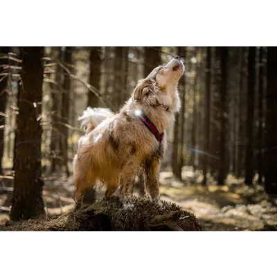 Sikkerhetslys hvit, bilde 3