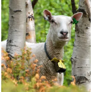 Saltslikkestein Giesesalt 10 kg